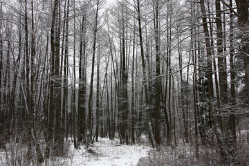 Cloudy march day. Winter landscape of the alder forest. Black trunks of trees and white snow.