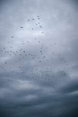 Flock of seagulls flying across the dramatic winter sky in sunset