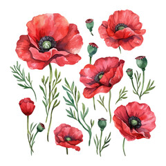 Fototapeta premium Watercolor red poppies set. Hand drawn vector illustration.