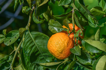 oranges ripen in an orange garden in the Mediterranean 20