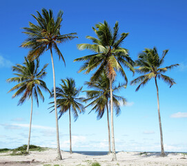Beach Praia da Costa, Ilha Atalaia, Canavieiras, Bahia,  Brazil, South America.