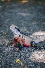 Close-Up of a Water Dragon taking a Sun Bath on a Stone, Queensland, Australia.