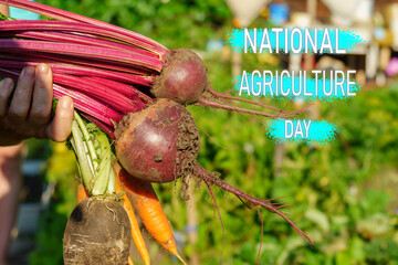 Vibrant beetroots symbolizes the hard work of farmers on National Agriculture Day.