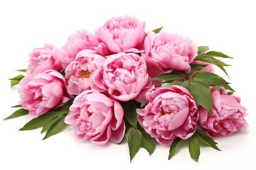 Large peonies on a white background