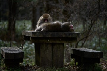 Mother and baby monkey bonding in Japan's jungle. Adorable grooming moments, curious expressions, and tropical wildlife captured in a captivating portrait.