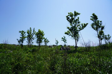 山口県秋吉台　Akiyoshidai