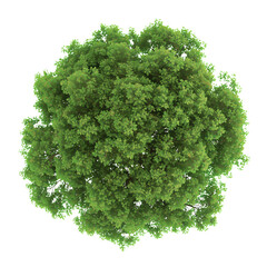Obraz premium Big Green Tree Foliage. Top View. Landscape Design Template. Ai Generative