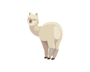 A happy cheerful llama.Vector drawing of a cartoon animal. A cute alpaca. Funny vector illustration. Wildlife of Peru, South America. A cool poster or postcard drawing for kids.