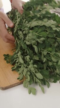 Woman sorting moringa leaves that will be use in cooking law uy or utan bisaya, a traditional filipino clear vegetable soup. Candid daily home life and cuisine in the Philippines