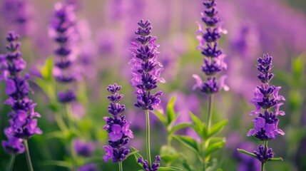 Obraz premium Purple flowers growing on field