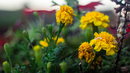 Fototapeta premium Macro de pétales de fleurs, en fin de journée