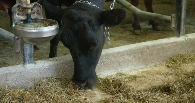 Canadian cow eating hay on ground in stall in a barn
