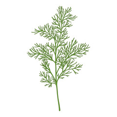 Green sprig of dill, shoot, branch. Vector illustration of kitchen herb isolated on a white background. Perfect for eco, vegan, organic and farm fresh food product branding.
