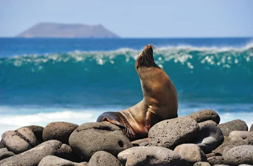 Foto op Canvas sea lion tans on a rock © head100v