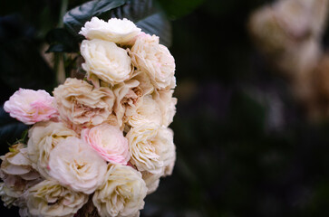 Are decorative braids of beige-pink roses