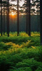 a forest with a lot of trees and grass in the foreground at sunset
