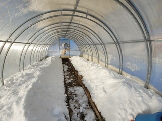 Snow in the greenhouse in winter to moisten the soil. The benefits of snow in a greenhouse.