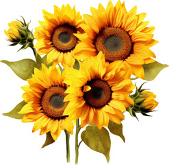 Sunflowers on a white background