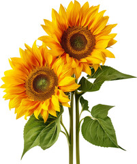 Obraz premium Sunflowers on a white background
