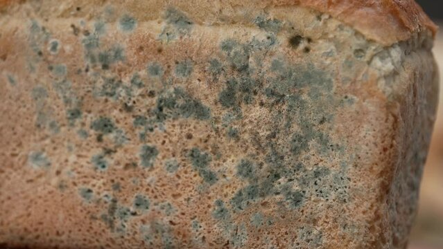 Black bread mold. Fungal spoilage. Colonies of spores on bread