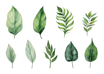 Collection of set Watercolor Tropical spring green leaves isolated on transparent background. PNG file, cut out	