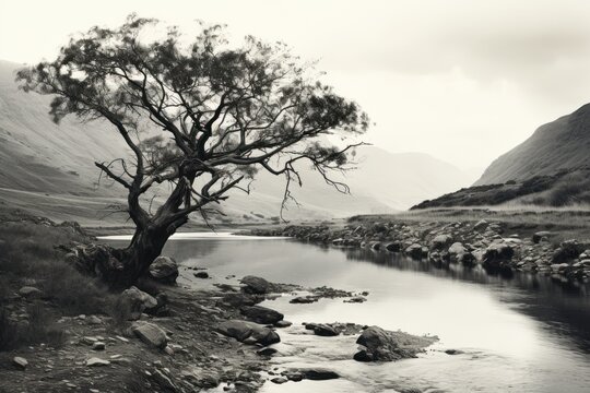  a black and white photo of a tree next to a body of water with a mountain range in the background.