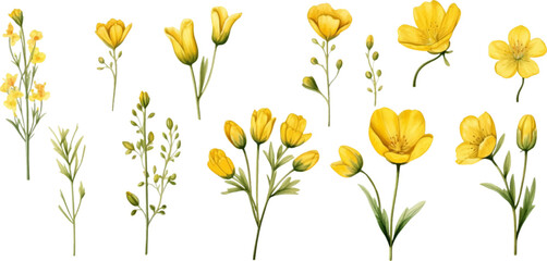 Set of yellow flowers on white background