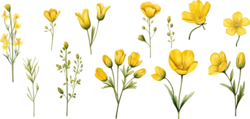 Behang Set of yellow flowers on white background © EnelEva