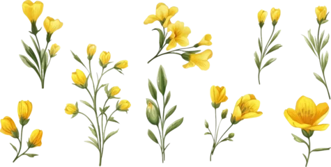 Gordijnen Set of yellow flowers on white background © EnelEva