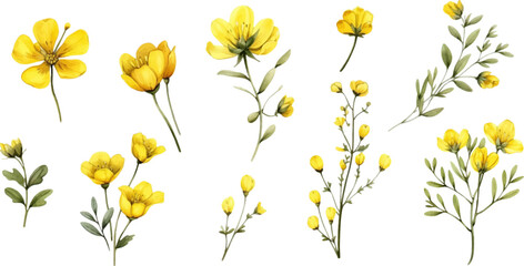 Set of yellow flowers on white background - obrazy, fototapety, plakaty