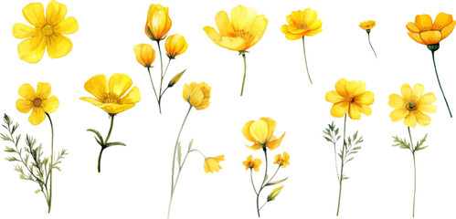 Set of yellow flowers on white background