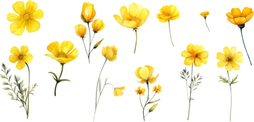 Foto op Aluminium Set of yellow flowers on white background © EnelEva