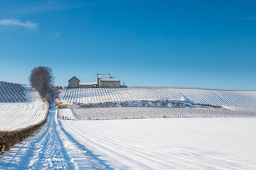 The Vineyards of the Apostelhoeve and the winery in the rolling hill landscape near Maastricht...