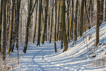 An idyllic scene in the Dutch forests in the rolling hills landscape in the south of Limburg covered with a fresh layer of snow and the sun peaking alongside the trees, creating a magical moment
