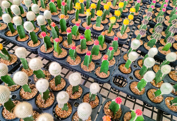 Group of many various grafting cactus on stall display for sale in outdoor plant market - obrazy, fototapety, plakaty