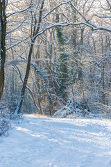 An idyllic scene in the Dutch forests in the rolling hills landscape in the south of Limburg covered with a fresh layer of snow and the sun peaking alongside the trees, creating a magical moment