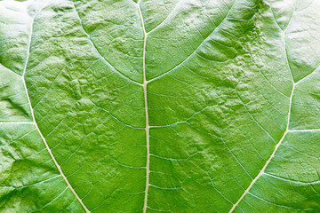 Abstract texture of a green leaf. Close-up.