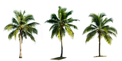 Beautiful coconut palm tree isolated on transparent background. Suitable for use in architectural design or Decoration work. PNG