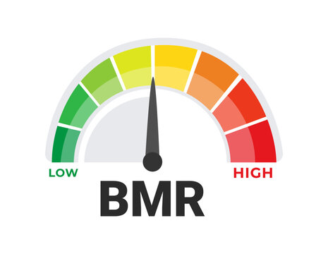 Basal Metabolic Rate BMR Evaluation Tool Vector Illustration with Caloric Burn Rate Spectrum from Low to High
