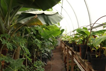 Obraz premium Many different beautiful plants growing in greenhouse
