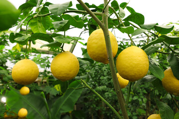 Lemon tree with ripe fruits in greenhouse