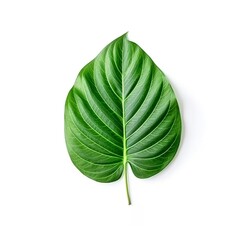 Green leaf isolated on a white background