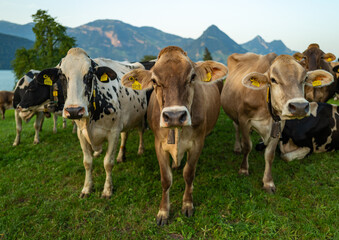 Herd of cows. Cow in alpine meadow. Cattle in green field. Cow in meadow. Pasture for cattle. Cow in the countryside. Cows graze on summer meadow. Rural landscapes with cows. Cows in a pasture.