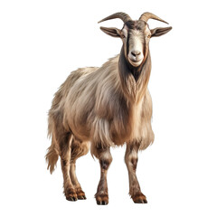 Goat with horn on transparent background PNG Generative AI