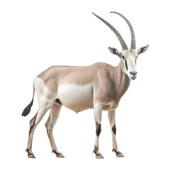 Wild Arabian Oryx on transparent background PNG Generative AI