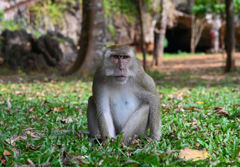 Wild Macaque monkey is sitting in the grass in the park