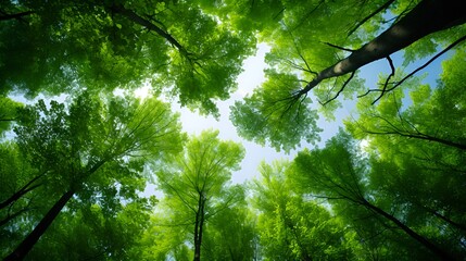 Upward View of Trees' Green Tops in a Natural Setting , looking up, green tops, trees, nature