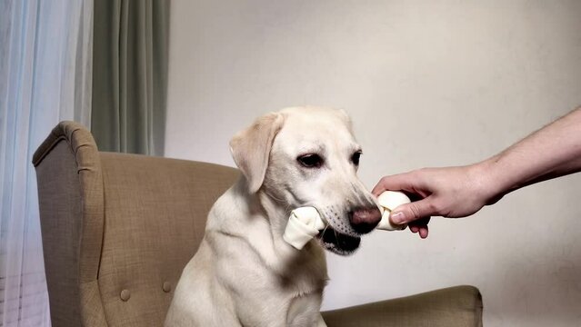 Yellow Labrador retriever taking a bone from a human hand indoors, depicting pet care and positive reinforcement training concept