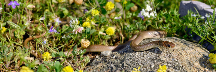 Minor dwarf racer, Ring-headed dwarf snake // Kopfbinden-Zwergnatter (Eirenis modestus)