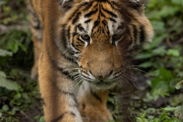 A tiger walks through the forest in a closed nature reserve.